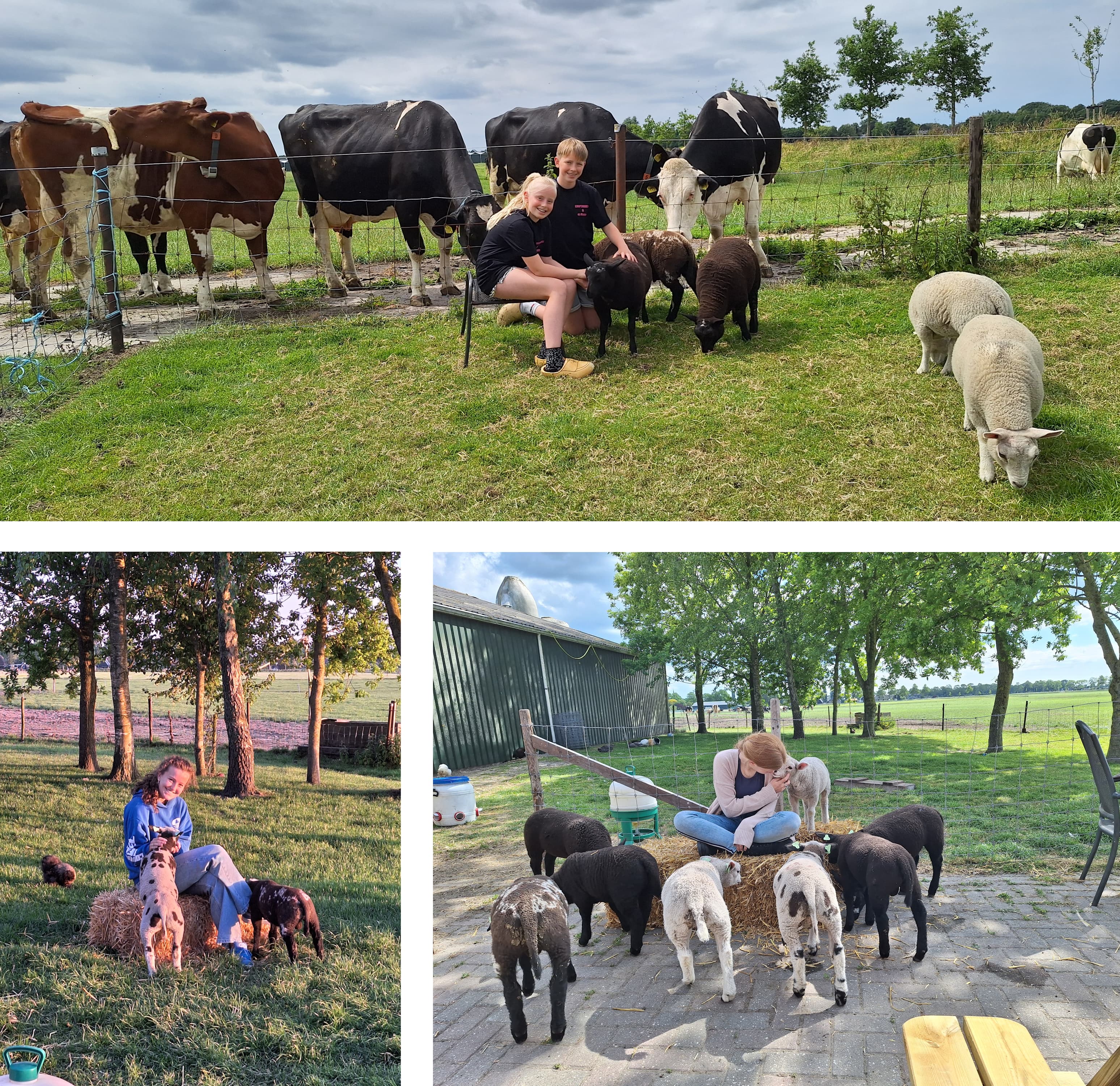 Verzameling van afbeeldingen